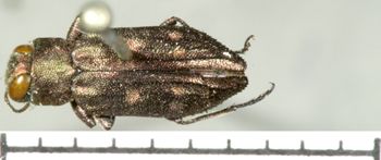 Media type: image;   Entomology 2687 Aspect: habitus dorsal view